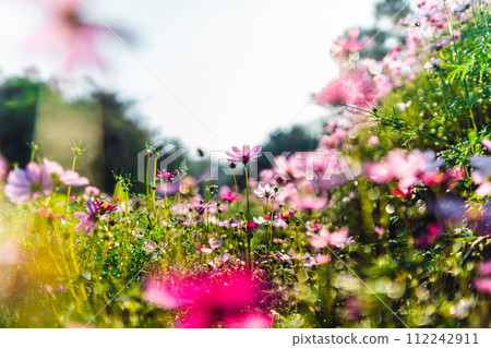 Spring flowers,Flowers blooming in the morning field Spring flowers,Flowers blooming in the morning field 112242911