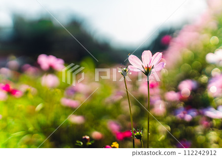 Spring flowers,Flowers blooming in the morning field Spring flowers,Flowers blooming in the morning field 112242912