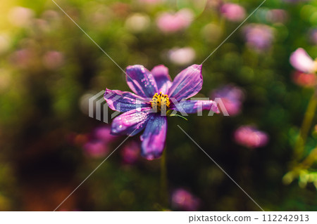 Spring flowers,Flowers blooming in the morning field Spring flowers,Flowers blooming in the morning field 112242913