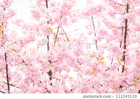 Kawazu cherry blossoms/white-eye Kawazu cherry blossoms/white-eye 112243110