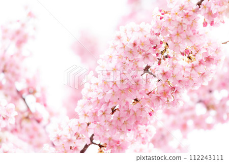 Kawazu cherry blossoms/white-eye Kawazu cherry blossoms/white-eye 112243111