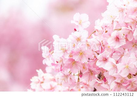 Kawazu cherry blossoms/white-eye Kawazu cherry blossoms/white-eye 112243112