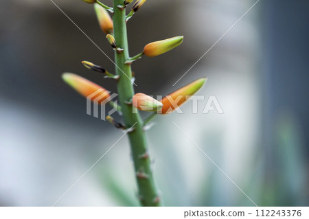 Yellow flower Yellow flower 112243376