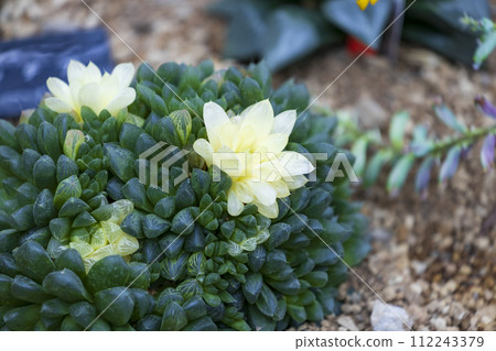 Haworthia obtusa cluster 112243379