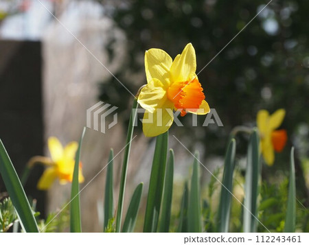Close-up of yellow daffodils (daffodil flowers exposed to sunlight) 112243461