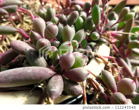 Ruby Necklace 112243548