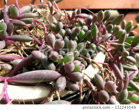 Ruby Necklace 112243549