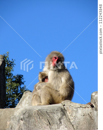 猴子一家和孩子在猿山互相擁抱 猴子一家和孩子在猿山互相擁抱 112243848