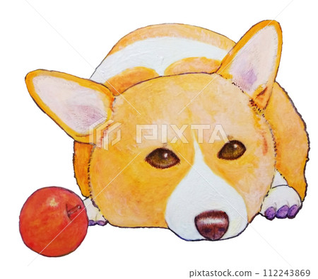 corgi and apple corgi and apple 112243869
