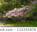 2024 Okinawa cherry blossoms 112243876