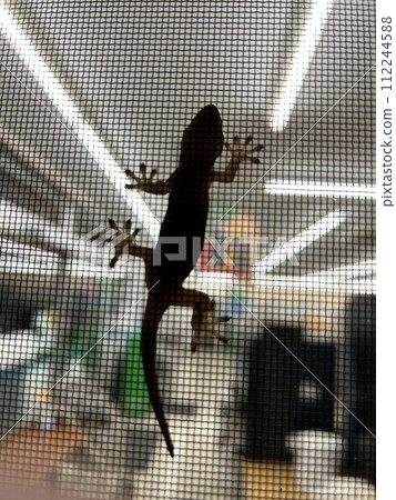 This is a gecko that crawls on the screen door at night. 112244588