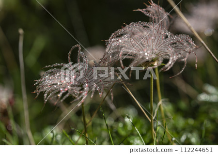 蓬鬆的Chingruma 112244651