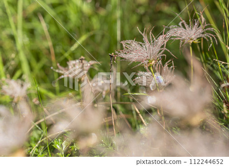Chinguruma blooming in the Alps in summer 112244652