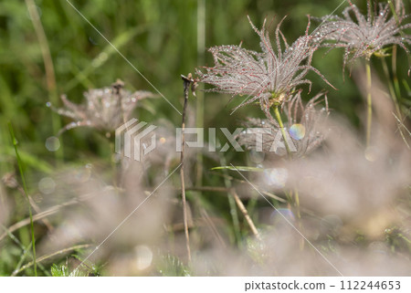 Tingle flower down 112244653