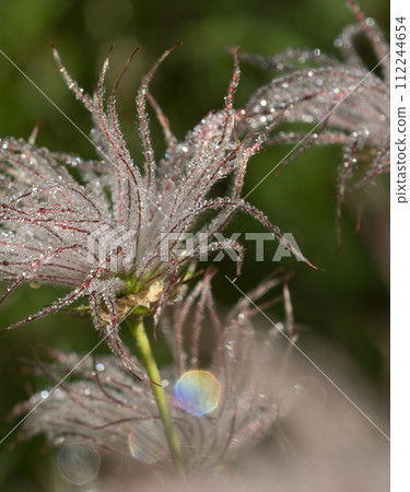 Chinguruma fluff full of light 112244654