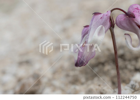 漂亮的小草花 112244750