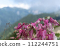 Dicentra blooming in the alpine zone 112244751