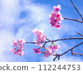 2024 Okinawa cherry blossoms 112244753