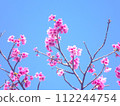 2024 Okinawa cherry blossoms 112244754