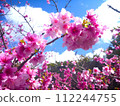2024 Okinawa cherry blossoms 112244755