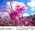 2024 Okinawa cherry blossoms 112244756