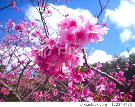 2024沖繩櫻花 2024沖繩櫻花 112244756