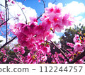 2024 Okinawa cherry blossoms 112244757