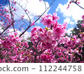 2024 Okinawa cherry blossoms 112244758
