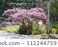 2024 Okinawa cherry blossoms 112244759