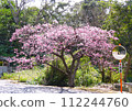 2024 Okinawa cherry blossoms 112244760