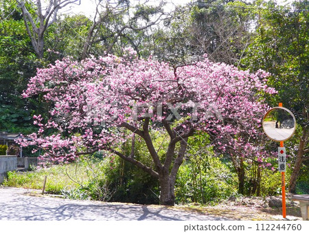 2024 Okinawa cherry blossoms 112244760