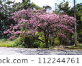 2024 Okinawa cherry blossoms 112244761