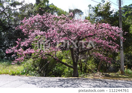 2024 Okinawa cherry blossoms 112244761