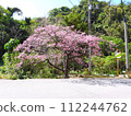 2024 Okinawa cherry blossoms 112244762