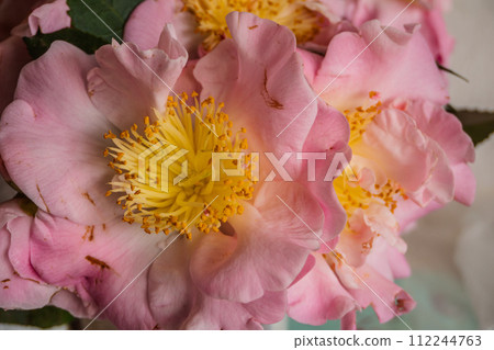 花 112244763