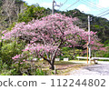2024 Okinawa cherry blossoms 112244802