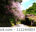 2024 Okinawa cherry blossoms 112244803