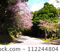 2024 Okinawa cherry blossoms 112244804