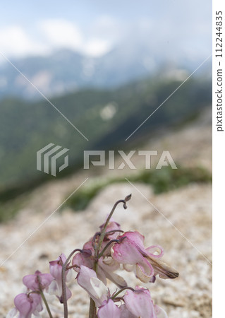Dicentra 是一種高山植物 112244835