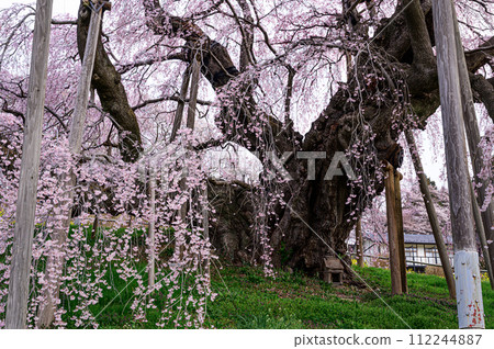 Miharu Takizakura spring scenery Miharu Takizakura spring scenery 112244887