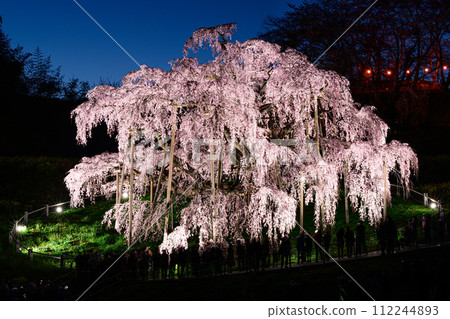 Miharu Takizakura, night cherry blossoms, spring scenery 112244893