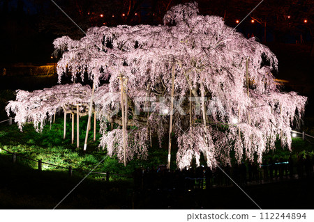 Miharu Takizakura, night cherry blossoms, spring scenery 112244894