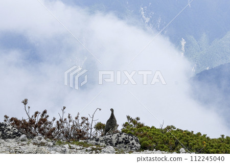 來到北阿爾卑斯山的雷鳥 112245040