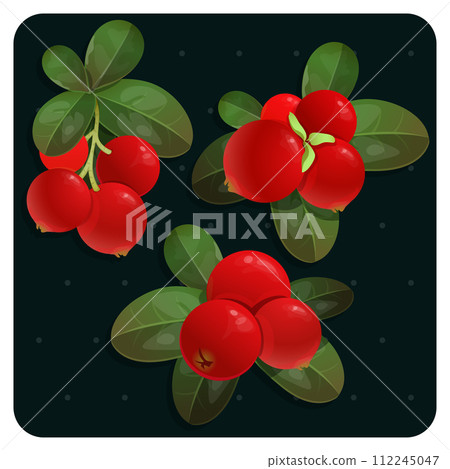 Lingonberry icon vector illustration. Berries vintage design template. Cowberry forest plant set 112245047