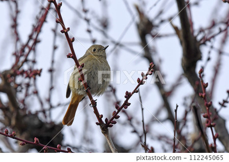 A young daurian flycatcher on a red plum branch (spring image) 112245065