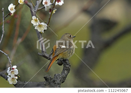白梅枝上的達里安紅尾鴝的年輕女子（春天的圖像） 112245067