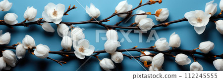 Branch with white fluffy cotton flowers on a blue background. Cozy winter banner 112245555