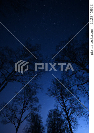 冬夜從一排白樺樹上看到的星空-6 冬夜從一排白樺樹上看到的星空-6 112245998