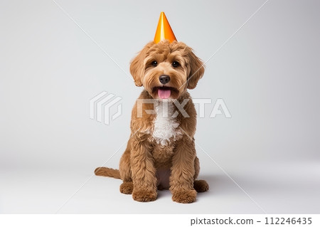 Happy cute dog wearing a party hat celebrating at a birthday .Happy and funny dog. 112246435