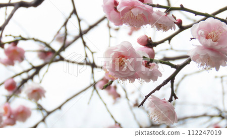 和服垂梅 粉紅色的八重梅花瓣盛開 112247019